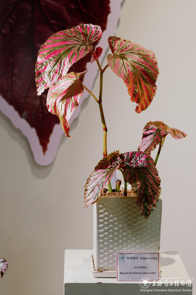 “旅超”景区免费半价游、德语顶级音乐剧、乐高冬日之旅......本周文旅生活指南来了！