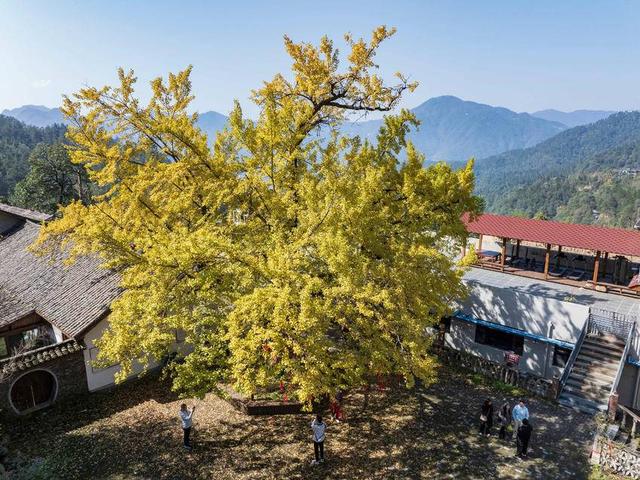 保康：千年银杏披“金甲” 绚烂秋色醉游人