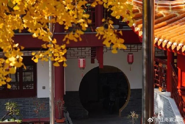 秦淮的银杏，悄悄黄了