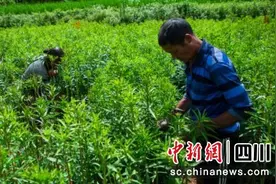 泸州古蔺：赶黄草上市 乡贤助农致富忙图片