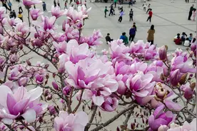 神州大地春光好#(3)图片