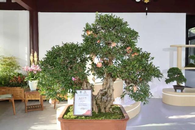 5大展区亮点纷呈！济南起步区鹊山生态文化区藏着“齐鲁园林盛宴”