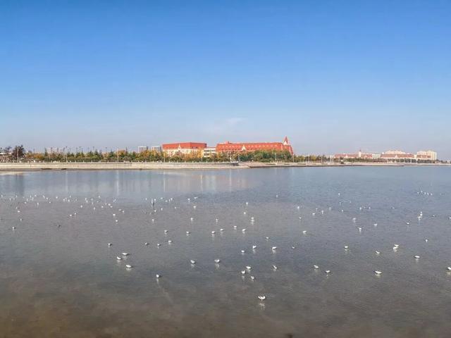 城阳区赏鸥打卡攻略和赏鸥线路请收好