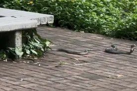 太吓人！深圳半个月接警232宗！“根本抓不完……”图片