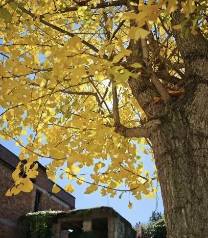 泉州：金叶万扇舞秋风