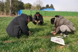 南阳市宛城区：立春小麦返青吐绿 农技专家把脉支招图片