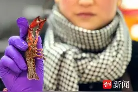 惊蛰刚过，龙虾悄悄“爬上”南京市场图片