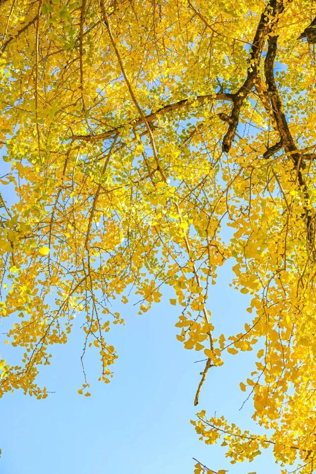 现存数量最多！赏银杏就来珠峰村