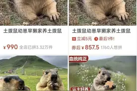 土拨鼠上架电商平台，专家：有传播鼠疫风险图片