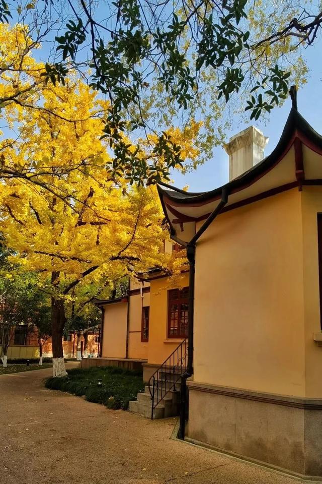 长宁最全银杏打卡点来啦，还有“宁宁”的私藏点位哦～【看“宁”的】