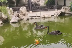 随笔||黑天鹅图片