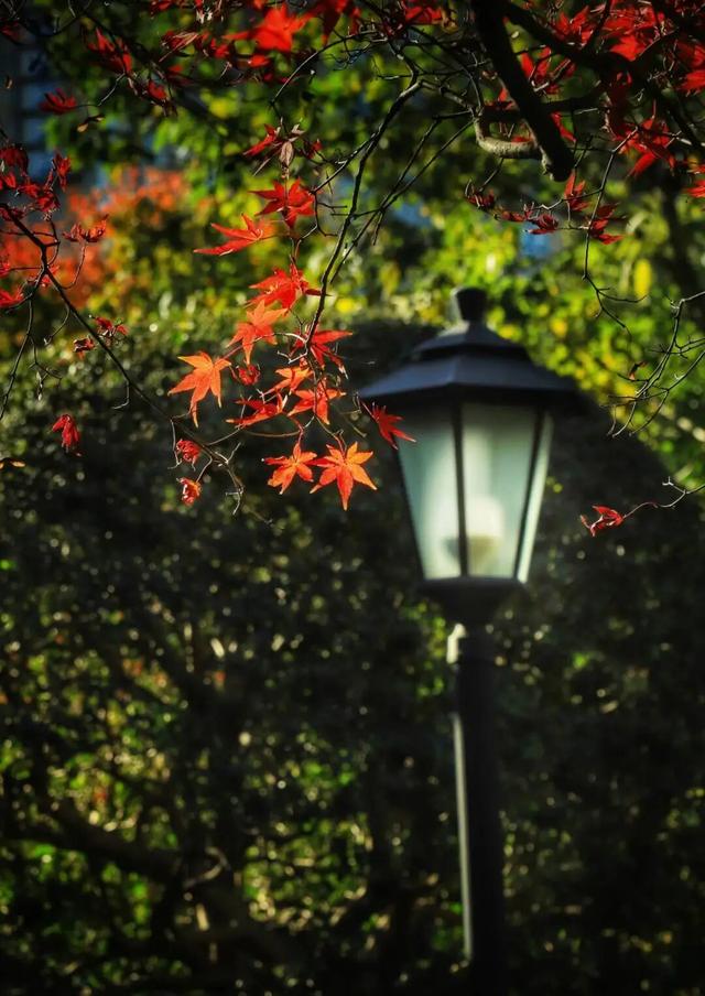 长宁的秋叶，红得醉人……