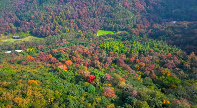 舟山这片彩色森林，迎来最佳观赏期！已经有人拍到了……