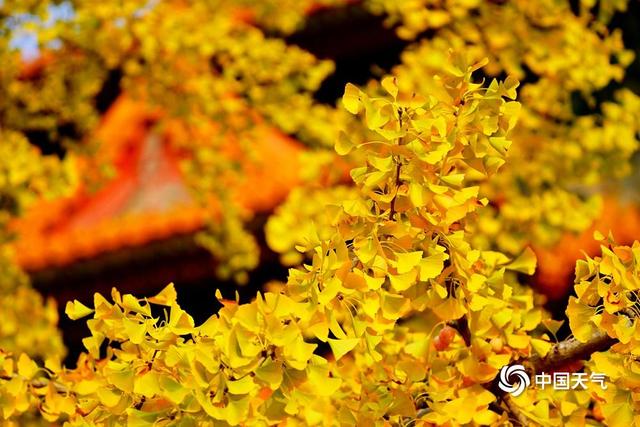 秋之限定：一组图沉浸感受金色满溢的季节