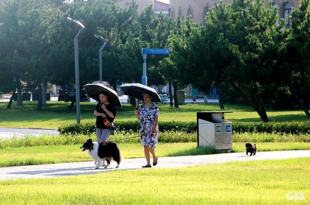 盛夏唐岛湾：一半是浪花激情，一半是树荫惬意