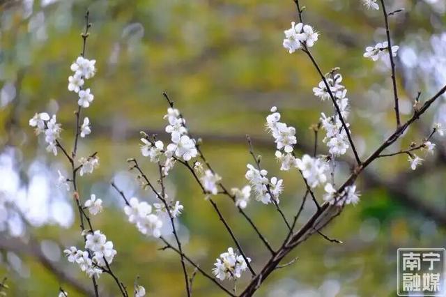 今日腊八｜花粥同赏，岁寒生香！腊八节快来南宁共赴一场早梅之约，就在市区→