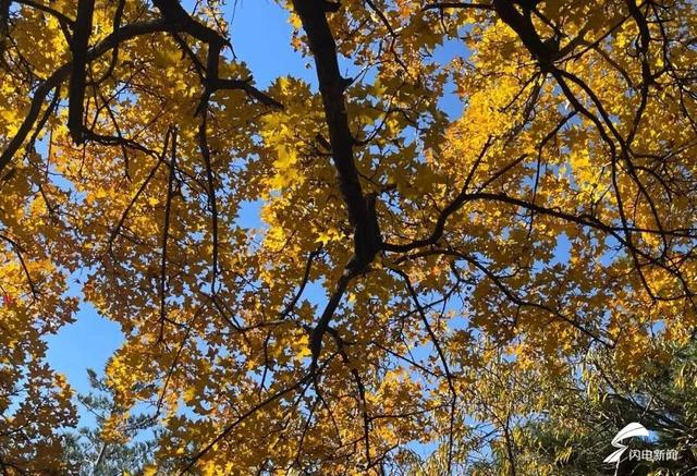 组图丨一大波美图来袭！泰山景区9个赏秋地超出片