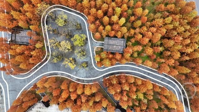 “口袋公园”冬景美