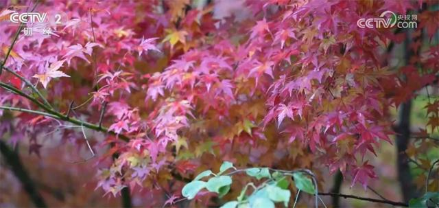 神州大地铺展层林尽染美丽画卷 “赏叶经济”激发多元消费业态新活力