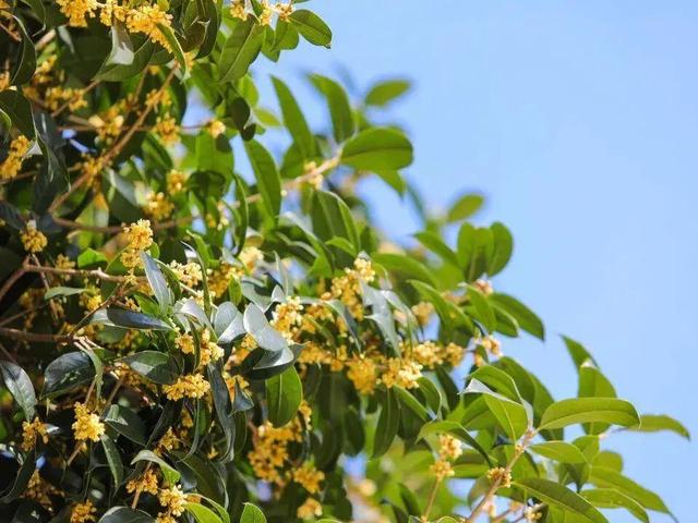 私藏！奉贤的秋，美到封神