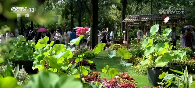 “凉爽+产业”拉动消费“花”样翻新，“荷”你相遇让老产业焕发新活力