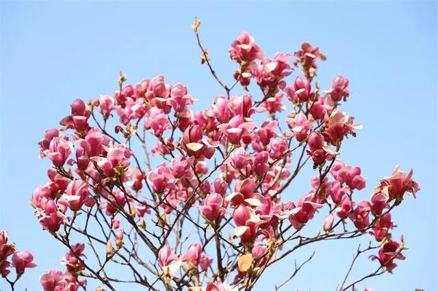 富源春色正好，玉兰花惊艳绽放！快来赴约这场春日盛宴