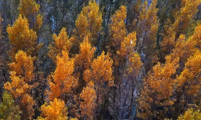 刷爆朋友圈！临潼这条“鎏金公路”，藏着不为人知的美→