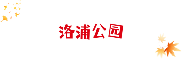 报告！洛阳这里的乌桕红了！