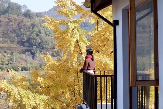 临安，一座被银杏腌入味的城市