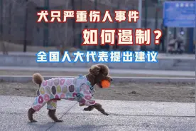 视频｜犬只严重伤人事件如何遏制？全国人大代表提出建议视频封面