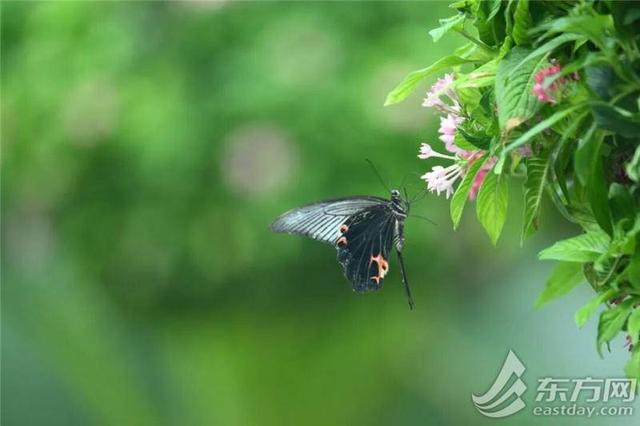 侬好黄金周｜赏花闻香乐享治愈系假期！申城公园寻趣指南