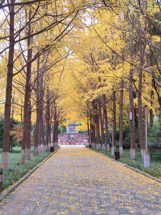 顶流预警！青羊银杏观叶指南来了