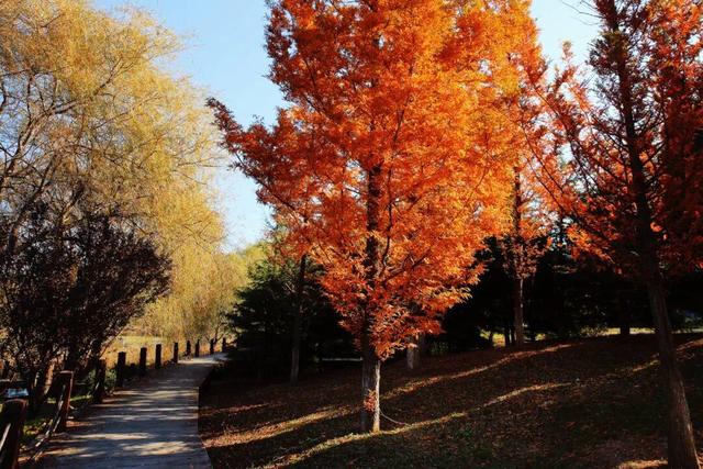 还在找威海初冬小众打卡地？这条河岸藏着惊喜