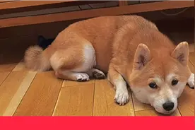 一百万小红书网友看过的绝食小狗有后续了！图片