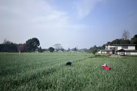市场解码丨占据三分之一市场，云南紫皮独头蒜源头竟在成都图片
