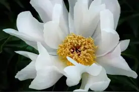 楚楚动人，白芍药冰清玉洁图片