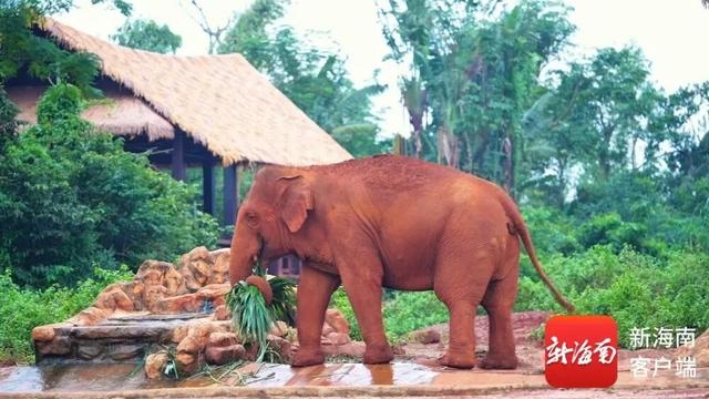 海野春节将“上新”！大象庄布居所最新进展→