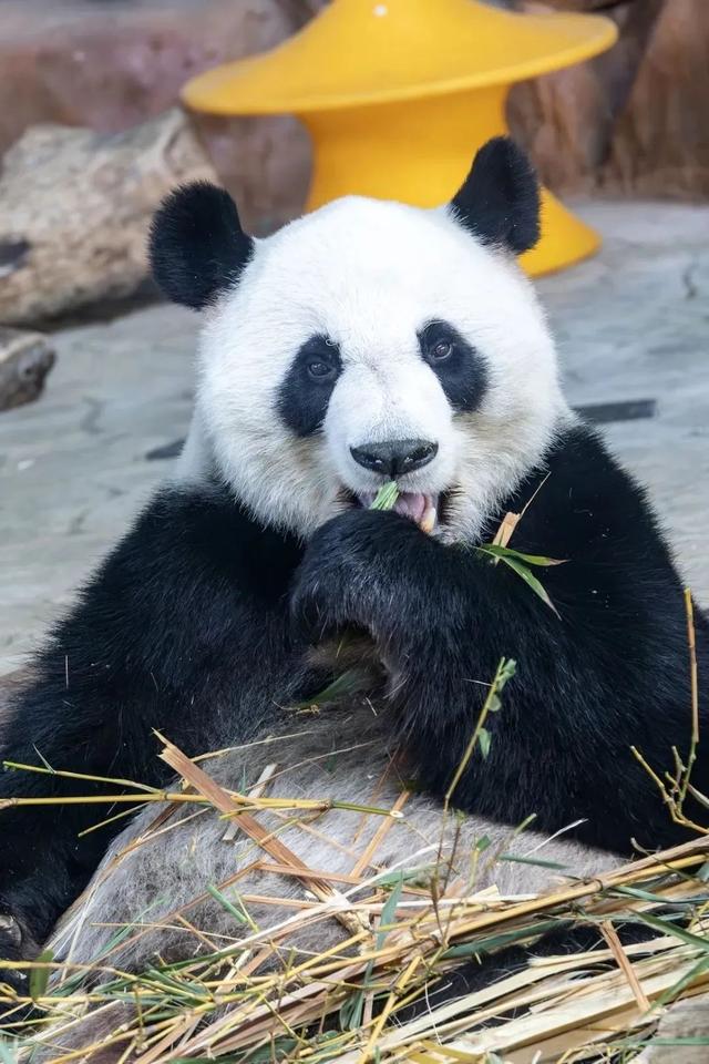 景区酒店齐发力！南宁“宠”你到底！欢迎全国的小伙伴，开启邕城畅玩之旅