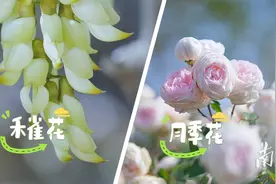 春日经济在东莞清溪“盛放”图片