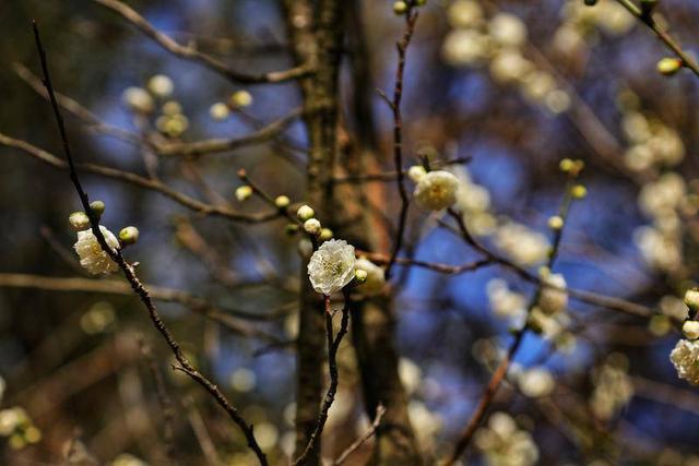 暖阳与梅香 映照昆明冬日旅居新图景