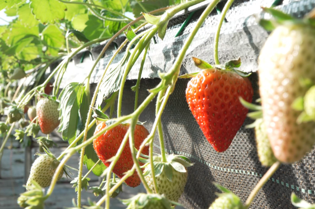 冬日甜蜜预警！永宁草莓采摘季来啦~
