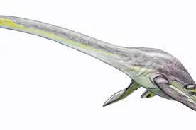 大家都见过长颈鹿，但你听说过“长颈龙”吗？图片