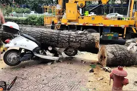 民呼必应｜树倒砸车，谁来赔偿？市民呼吁更换新华路老杨树，回应来了图片
