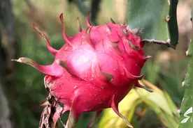 “又大又甜真好吃！” 齐河：火龙果丰收采摘乐趣多 鲜红多汁充盈果农“钱袋子”图片