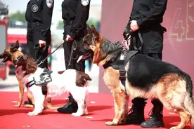 深夜密林中3小时找到78岁老人 警犬“雪熙”立奇功图片