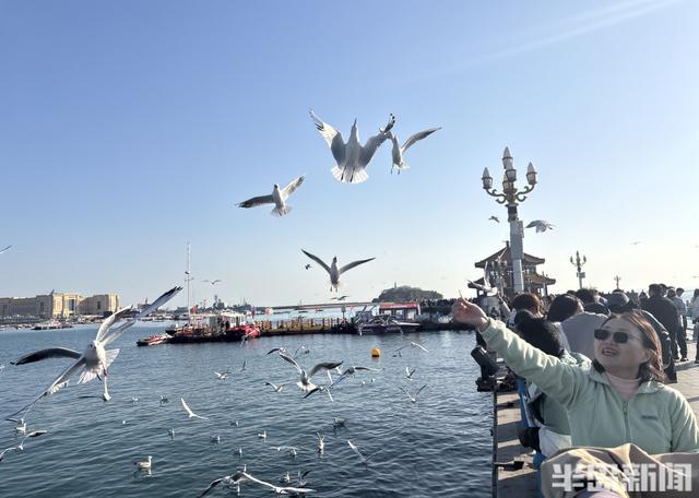 冬日人鸥共舞绘就和谐图景