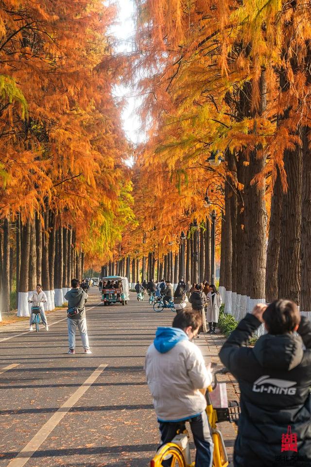 短短短短短……且赏且珍惜