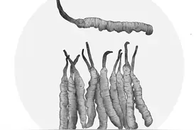 科普｜冬虫夏草能否用作食品原料？图片