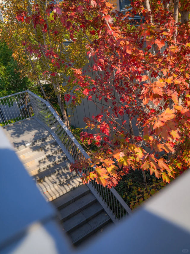 通往秋天！上海市区绝美枫叶扶梯上线→