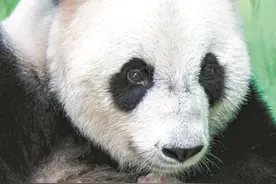 全球唯一大熊猫三胞胎老大“萌萌”升级当妈  两周“萌仔”有了“熊样”图片